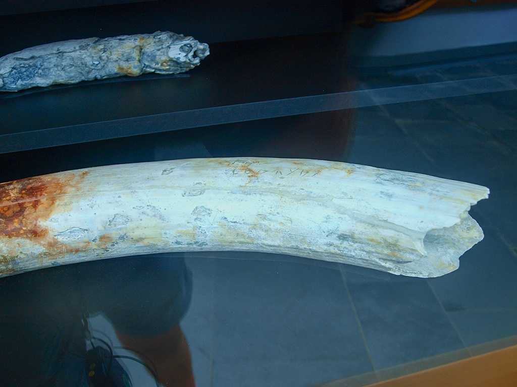 The Bajo de la Campana Phoenician period shipwreck c 600 BC - Engraved Ivory Tusks from Bojo de la Campana
